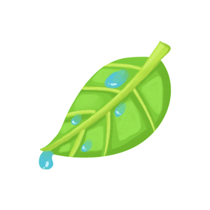 Dew | Weather Symbols Names for Kids