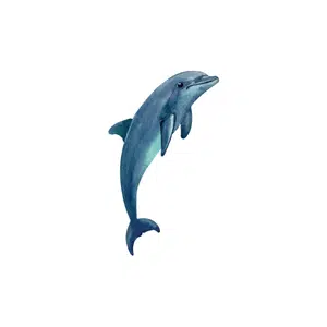 Dolphin | Beach Things Names for Kids