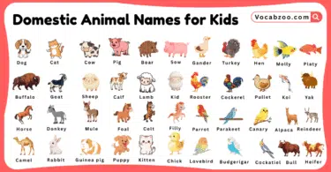 Domestic Animal Names for Kids in English with Pictures