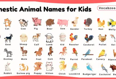 Domestic Animal Names for Kids in English with Pictures