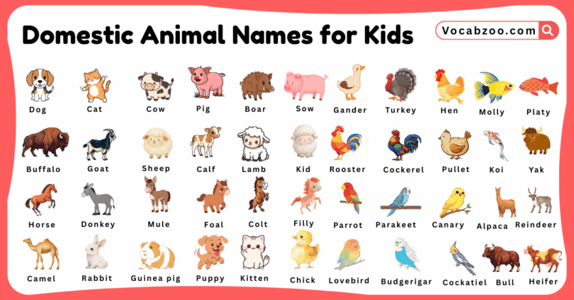 Domestic Animal Names for Kids in English with Pictures