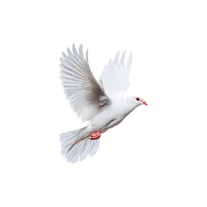Dove | Bird Names for Kids in English with Pictures