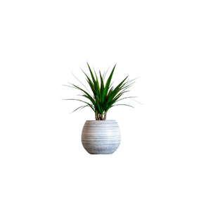 Dracaena