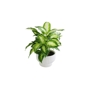 Dumb Cane