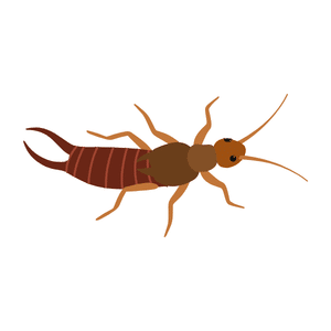 Earwig | Insect Names for Kids in English