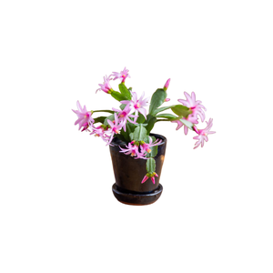 Easter Cactus | Indoor Plants Names for Kids