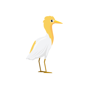 Egret | Bird Names for Kids in English with Pictures