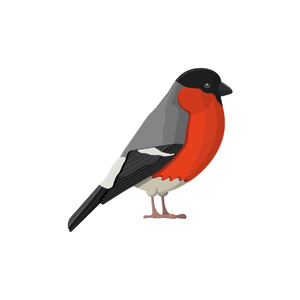 Finch | Bird Names for Kids in English with Pictures