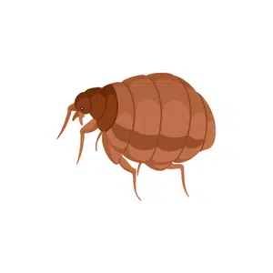 Flea | Insect Names for Kids in English