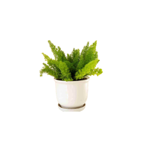 Foxtail Fern | Indoor Plants Names for Kids