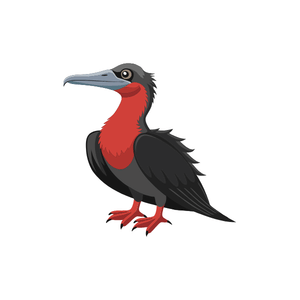 Frigate bird