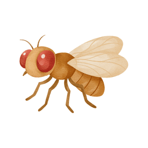Fruit Fly | Insect Names for Kids in English