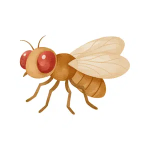 Fruit Fly | Insect Names for Kids in English