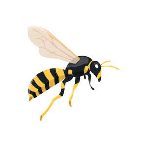 GallWasp | Insect Names for Kids in English