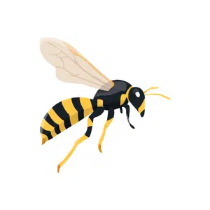 GallWasp | Insect Names for Kids in English