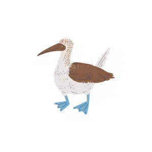 Gannet | Bird Names for Kids in English with Pictures