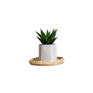 Gasteria | Indoor Plants Names for Kids