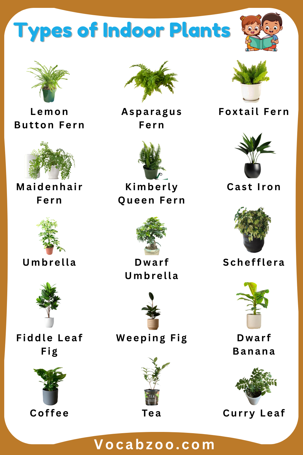 General Names of Indoor Plants for Kids in English