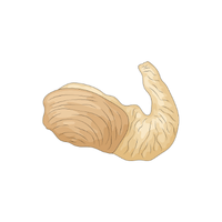 Geoduck | Sea Animal Names for Kids in English