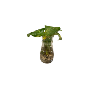 Golden Pothos | Indoor Plants Names for Kids