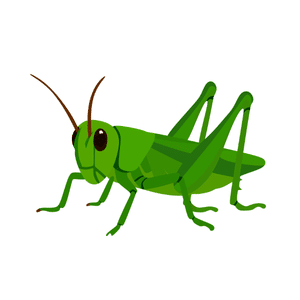 Grasshopper
