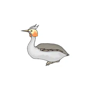 Grebe | Bird Names for Kids in English with Pictures