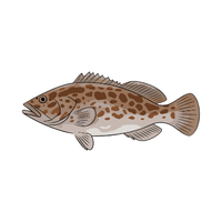 Grouper | Sea Animal Names for Kids in English