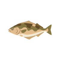 Halibut