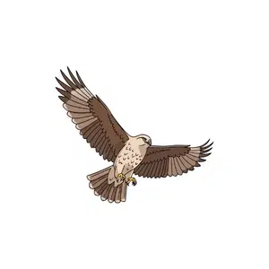Hawk | Bird Names for Kids in English with Pictures