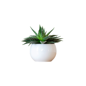 Haworthia | Indoor Plants Names for Kids