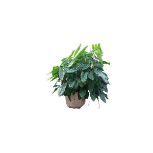 Heartleaf Philodendron | Indoor Plants Names for Kids