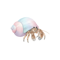 Hermit crab