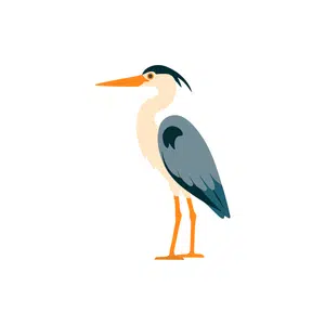Heron | Bird Names for Kids in English with Pictures