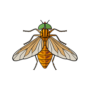 Horsefly