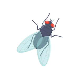 Housefly | Insect Names for Kids in English