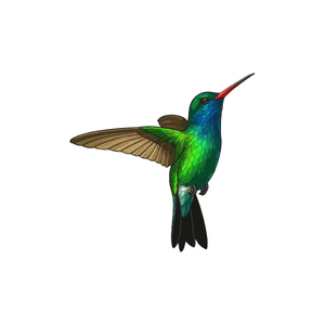 Hummingbird