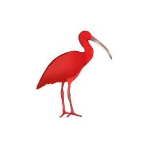 Ibis | Bird Names for Kids in English with Pictures