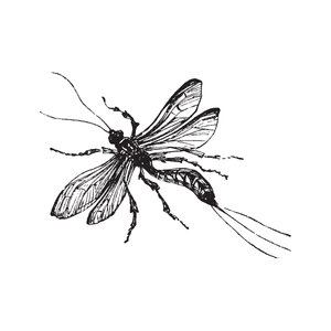 Ichneumon | Insect Names for Kids in English
