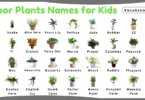 Indoor Plants Names for Kids in English with Pictures