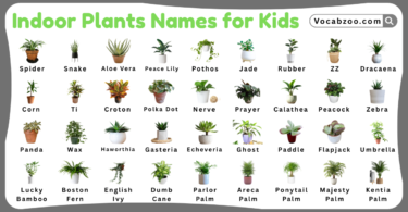 Indoor Plants Names for Kids in English with Pictures