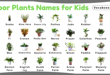 Indoor Plants Names for Kids in English with Pictures
