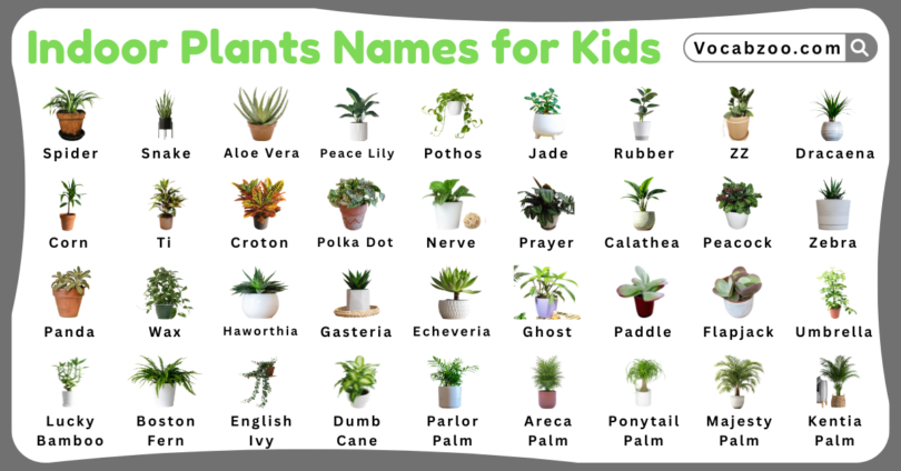 Indoor Plants Names for Kids in English with Pictures