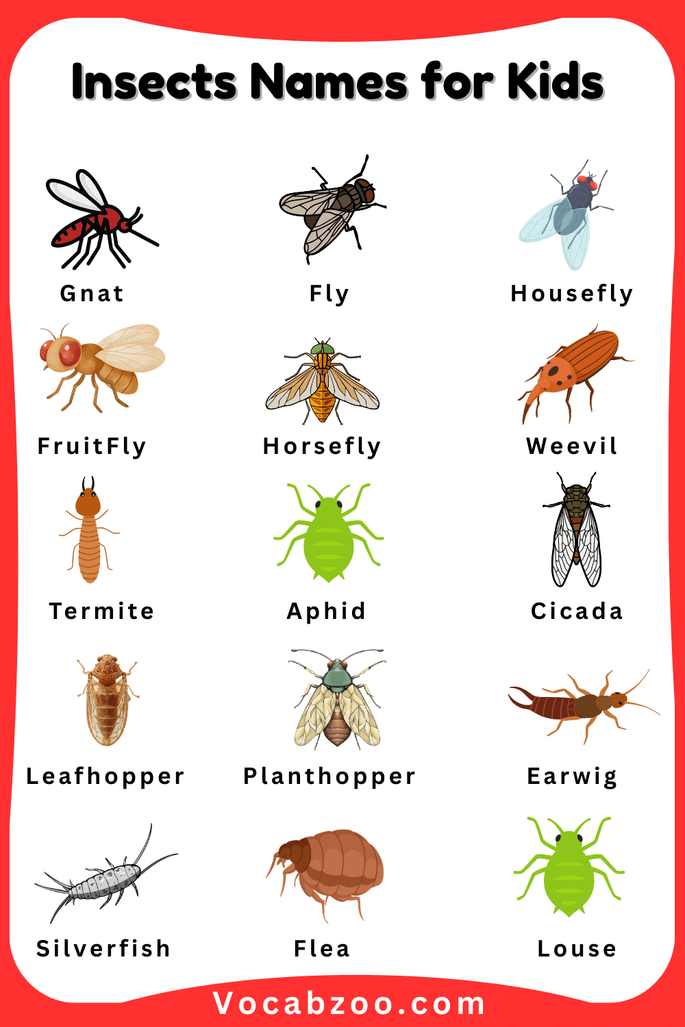 Insect Names for Child in English with Pictures