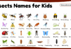 Insect Names for Kids in English with Pictures
