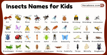 Insect Names for Kids in English with Pictures