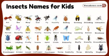 Insect Names for Kids in English with Pictures