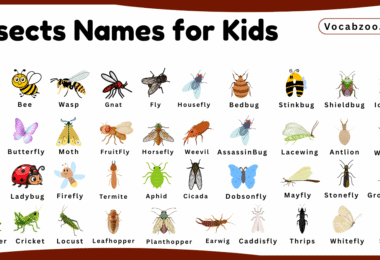 Insect Names for Kids in English with Pictures