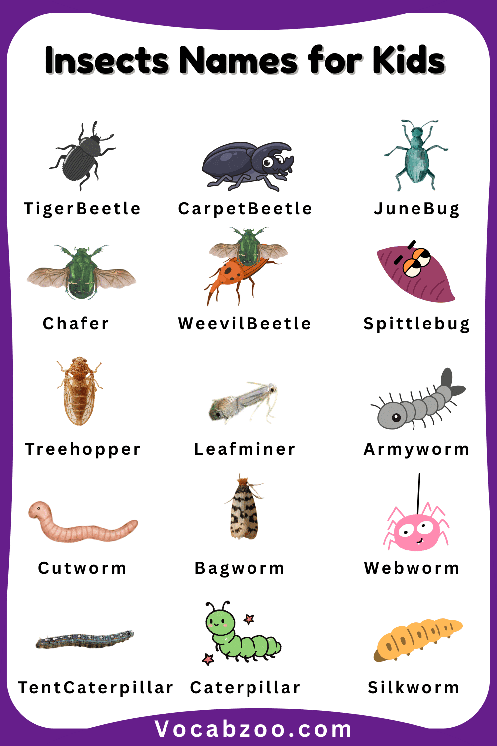 Insect Pictures and Names in English for Child
