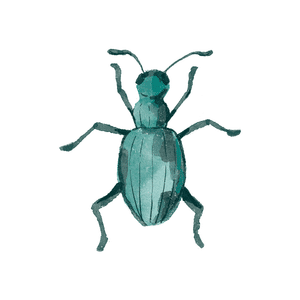 JuneBug | Insect Names for Kids in English