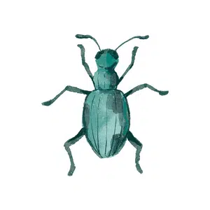 JuneBug | Insect Names for Kids in English